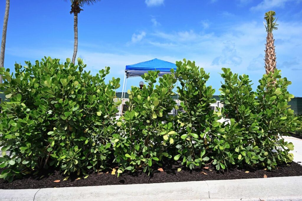 Clusia plants have been planted around the barbecue area for privacy.
