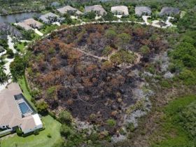 A drone photo of the woods