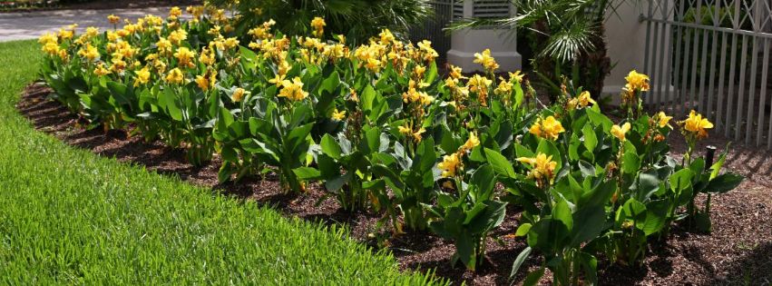 Yellow flowers on the Bonita Bay Grounds