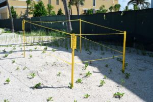 a photo of a turtle nest