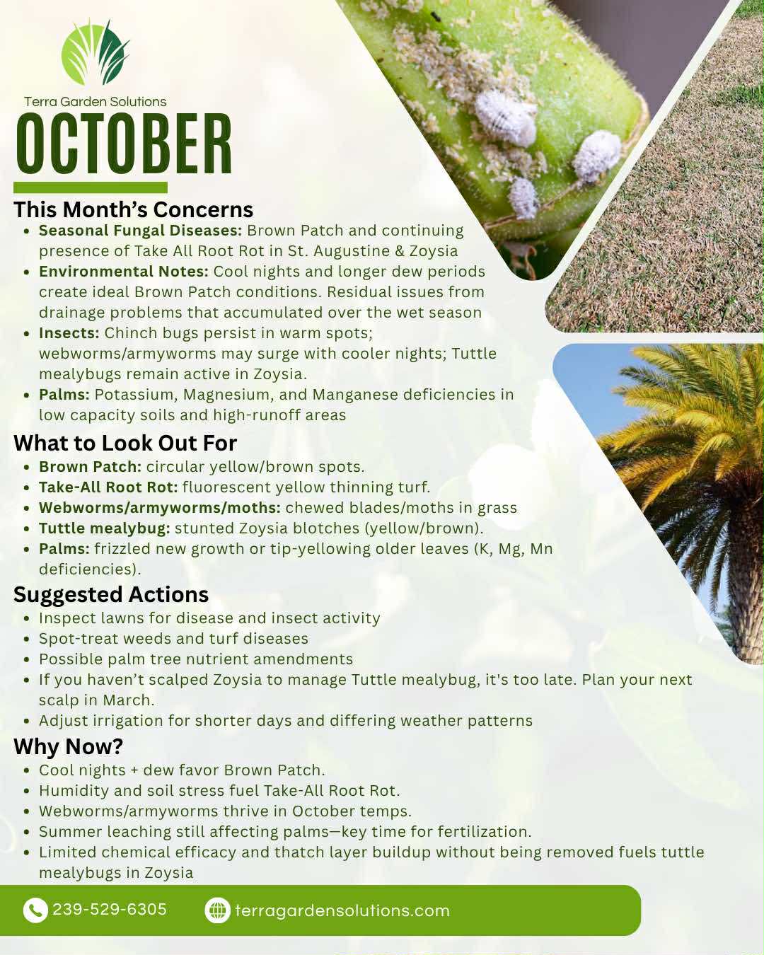 TRANSCRIPT:

Terra Garden Solutions
OCTOBER
This Month's Concerns
• Seasonal Fungal Diseases: Brown Patch and continuing presence of Take All Root Rot in St. Augustine & Zoysia Environmental Notes: Cool nights and longer dew periods create ideal Brown Patch conditions. Residual issues from drainage problems that accumulated over the wet season
• Insects: Chinch bugs persist in warm spots;
webworms/armyworms may surge with cooler nights; Tuttle mealybugs remain active in Zoysia.
• Palms: Potassium, Magnesium, and Manganese deficiencies in low capacity soils and high-runoff areas
What to Look Out For:
• Brown Patch: circular yellow/brown spots.
• Take-All Root Rot: fluorescent yellow thinning turf.
•
Webworms/armyworms/moths: chewed blades/moths in grass
• Tuttle mealybug: stunted Zoysia blotches (yellow/brown).
• Palms: frizzled new growth or tip-yellowing older leaves (K, Mg, Mn deficiencies).
Suggested Actions
• Inspect lawns for disease and insect activity
• Spot-treat weeds and turf diseases
• Possible palm tree nutrient amendments
• If you haven't scalped Zoysia to manage Tuttle mealybug, it's too late. Plan your next scalp in March.
Adjust irrigation for shorter days and differing weather patterns

Why Now?
• Cool nights + dew favor Brown Patch.
• Humidity and soil stress fuel Take-All Root Rot.
• Webworms/armyworms thrive in October temps.
• Summer leaching still affecting palms-key time for fertilization.
• Limited chemical efficacy and thatch layer buildup without being removed fuels tuttle mealybugs in Zoysia

239-529-6305
terragardensolutions.com